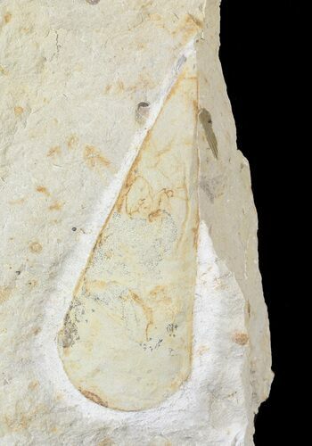 Devonian Hyolithid Fossil - Black Cat Mountain #63111